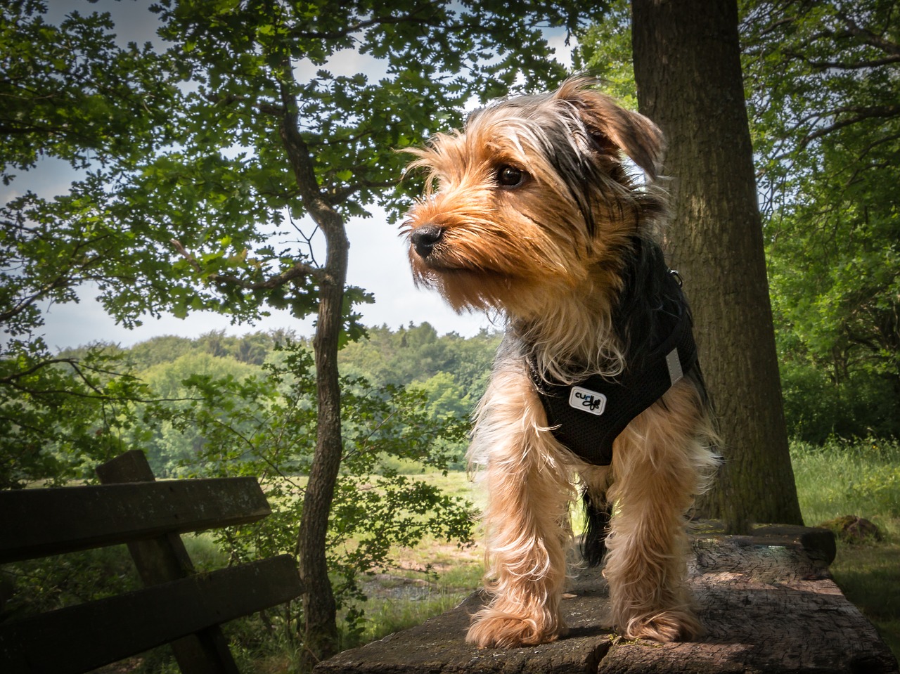 yorkshire terrier  dog  terrier free photo