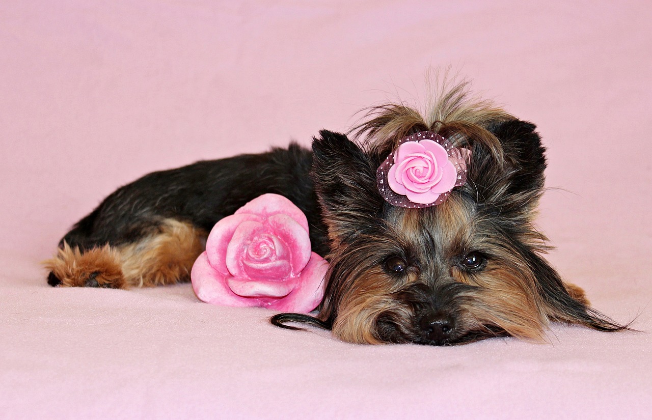 yorkshire terrier  dog  pretty free photo