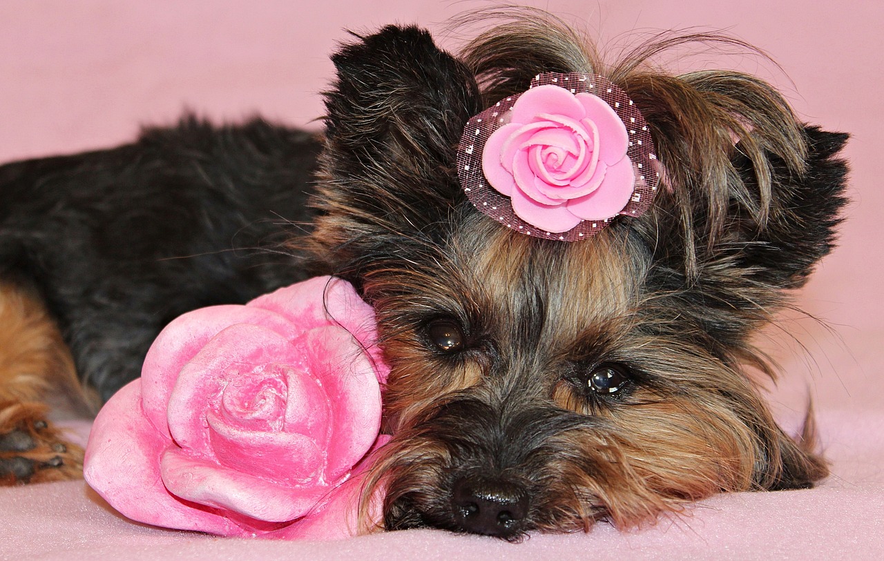 yorkshire terrier  dog  pretty free photo