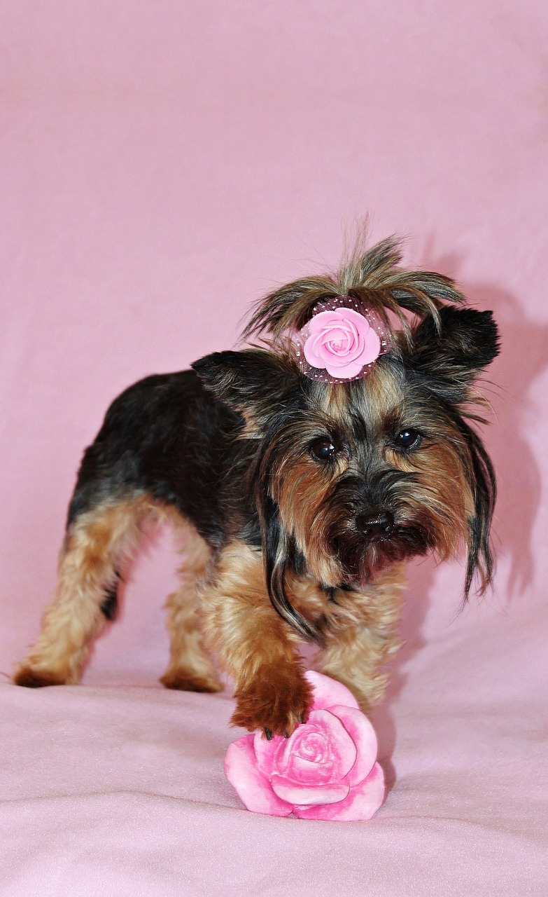 yorkshire terrier  dog  pretty free photo