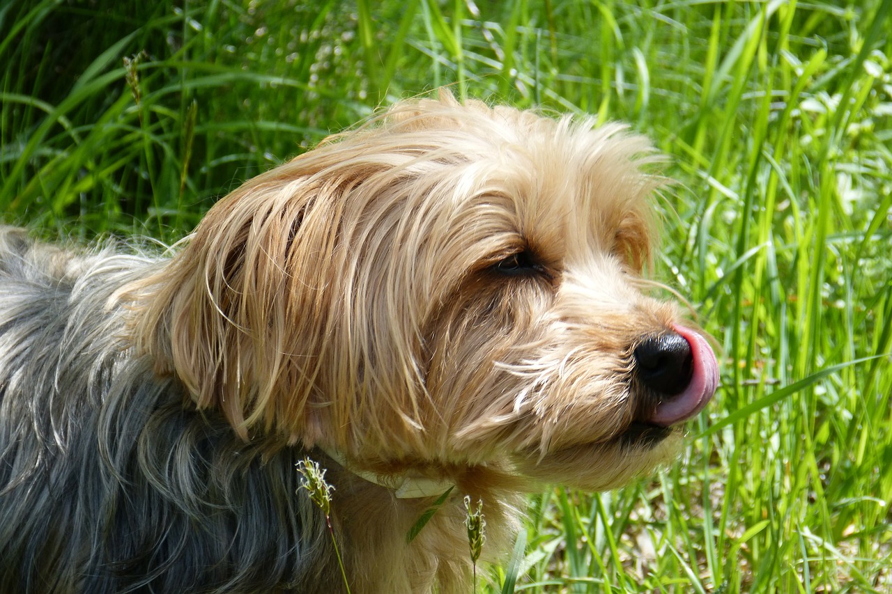 yorkshire terrier dog dog breed free photo