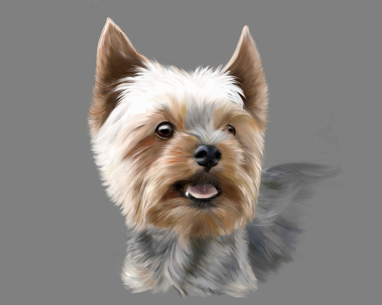 yorkshire terrier  terrier  dog free photo