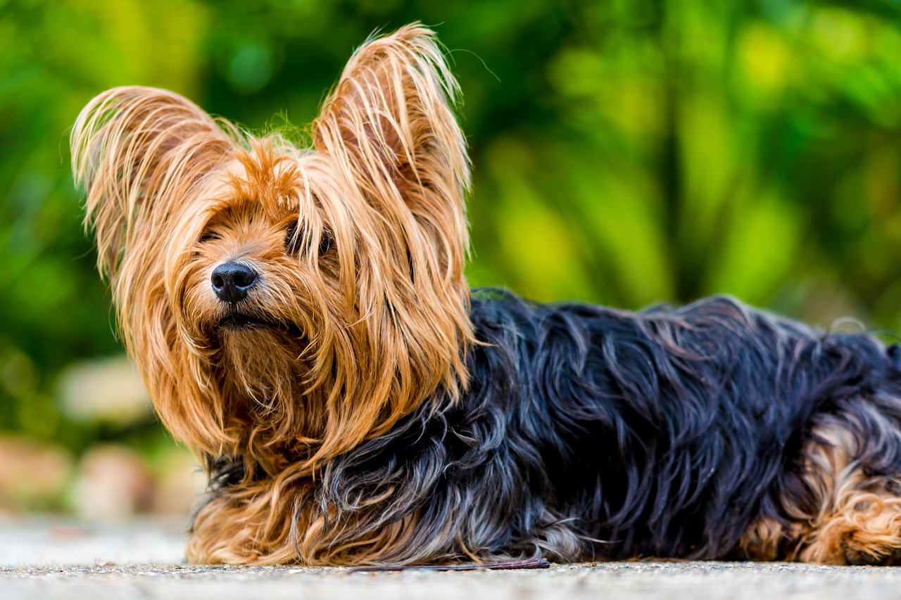 yorkshire terrier terrier dog free photo