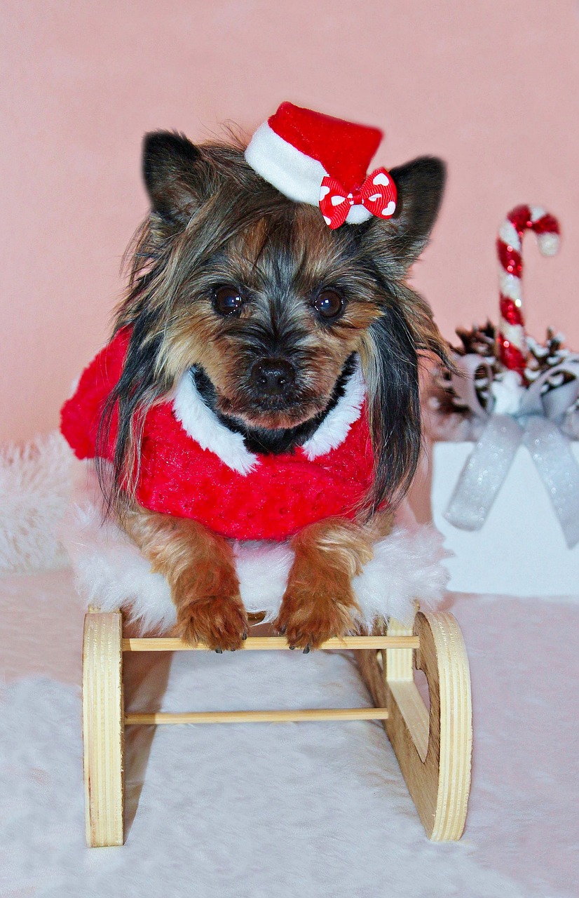 yorkshire terrier  dog  santa claus free photo