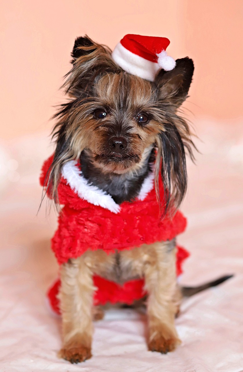 yorkshire terrier  dog  santa claus free photo