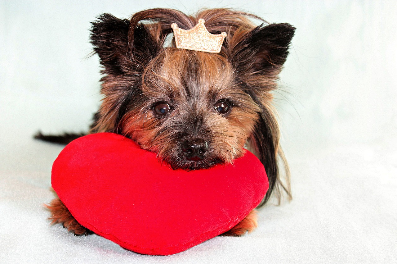 yorkshire terrier  dog  heart free photo