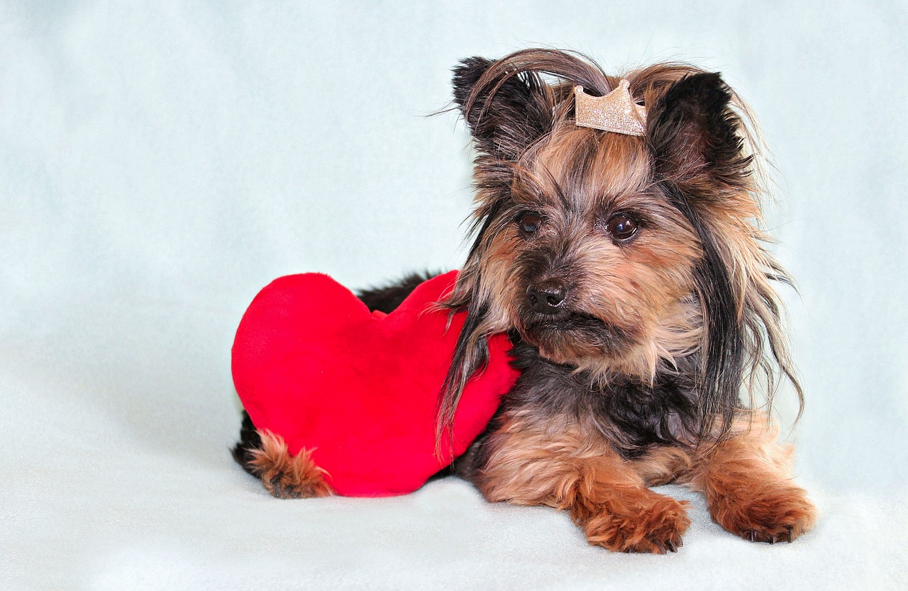 yorkshire terrier  dog  heart free photo