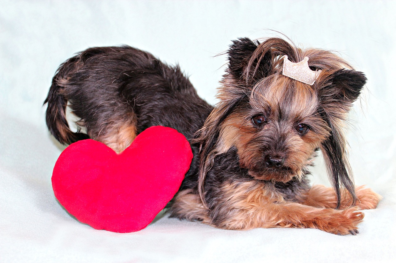 yorkshire terrier  dog  heart free photo