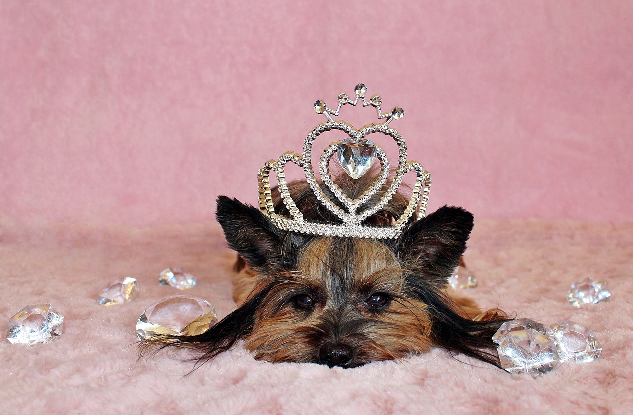 yorkshire terrier  dog  crown free photo
