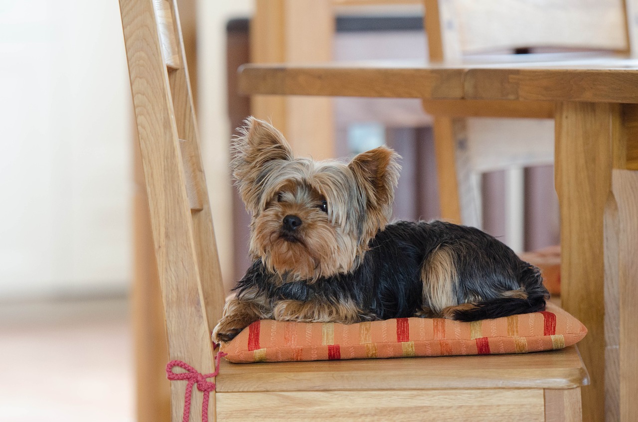yorkshire terrier in the house sweet free photo