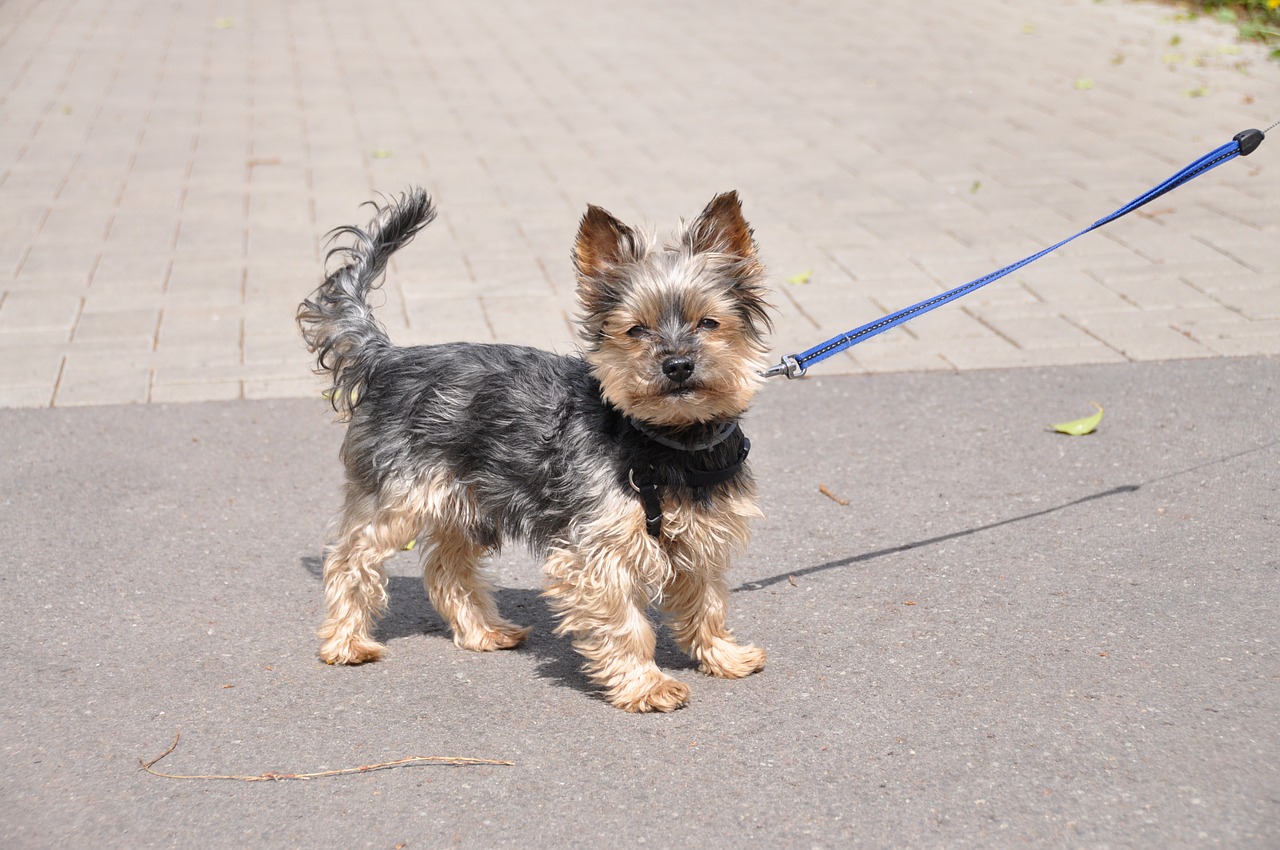 yorkshire terrier dog small free photo