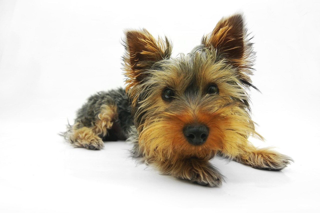 yorkshire terrier dog terrier free photo