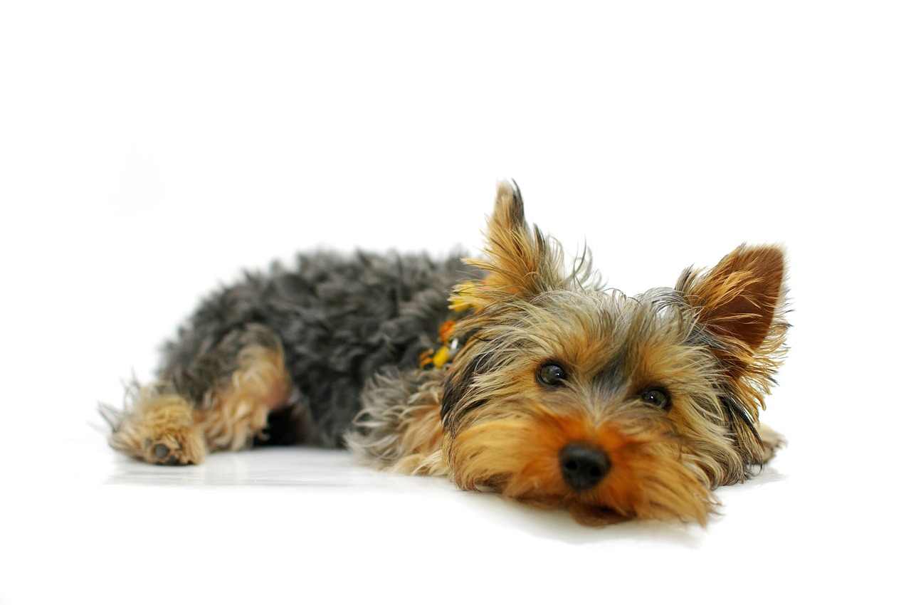 yorkshire terrier york dog free photo