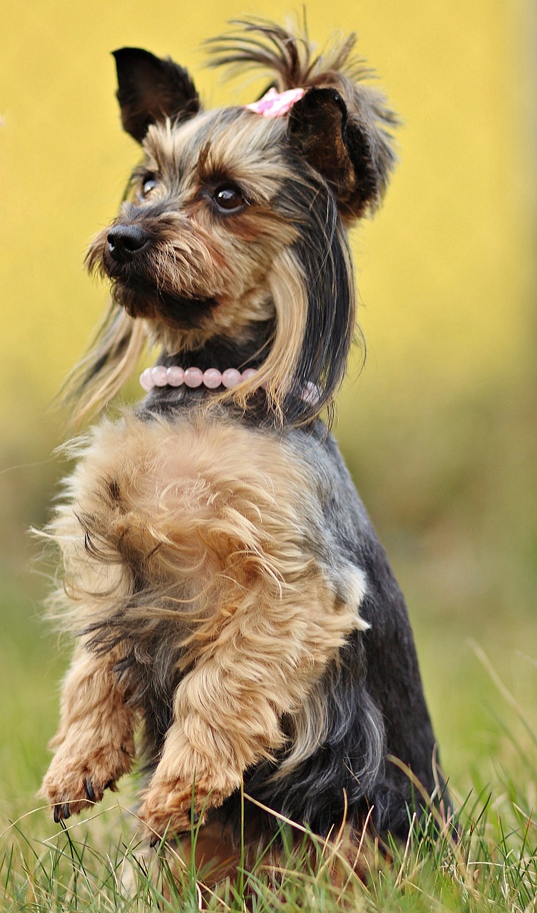 yorkshire terrier dog yorkie free photo