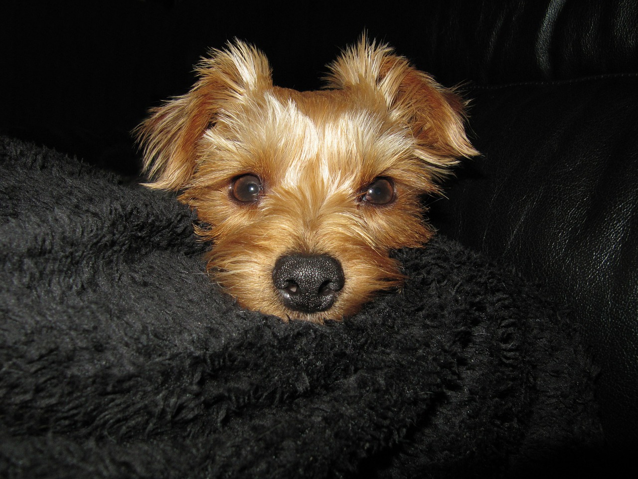 yorkshire terriers dog pet free photo