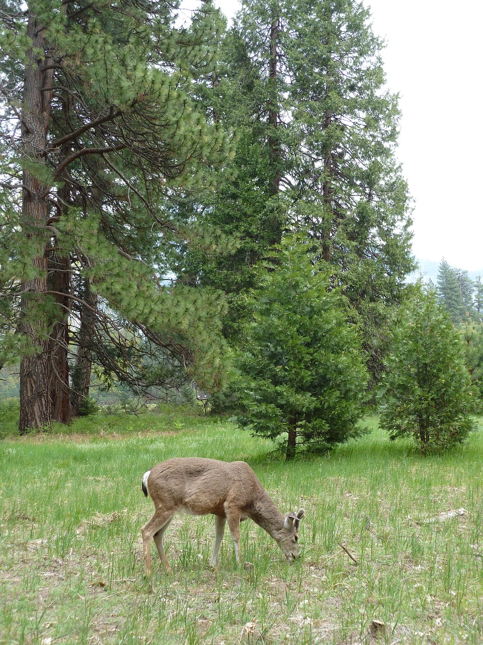 yosemite mountains woods free photo