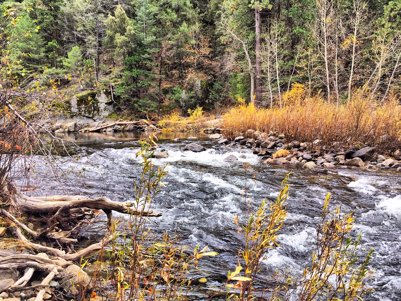 yosemite river forest free photo