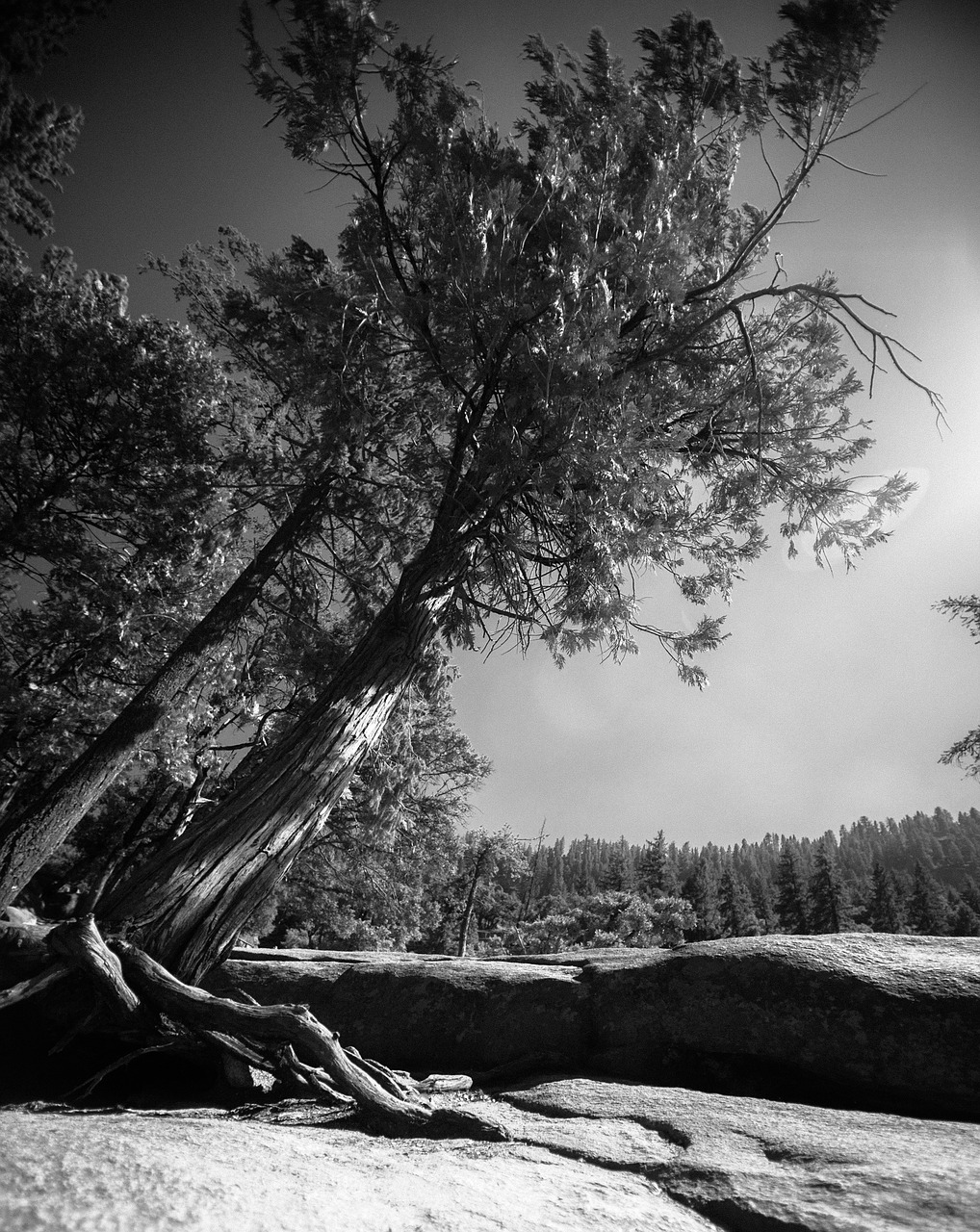 yosemite mountains forest free photo