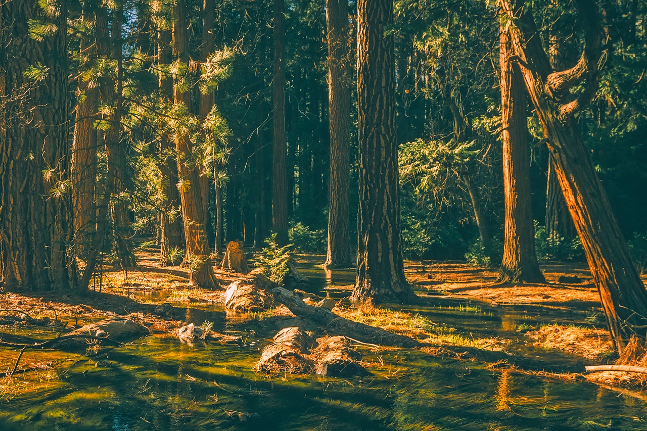 yosemite national park california free photo