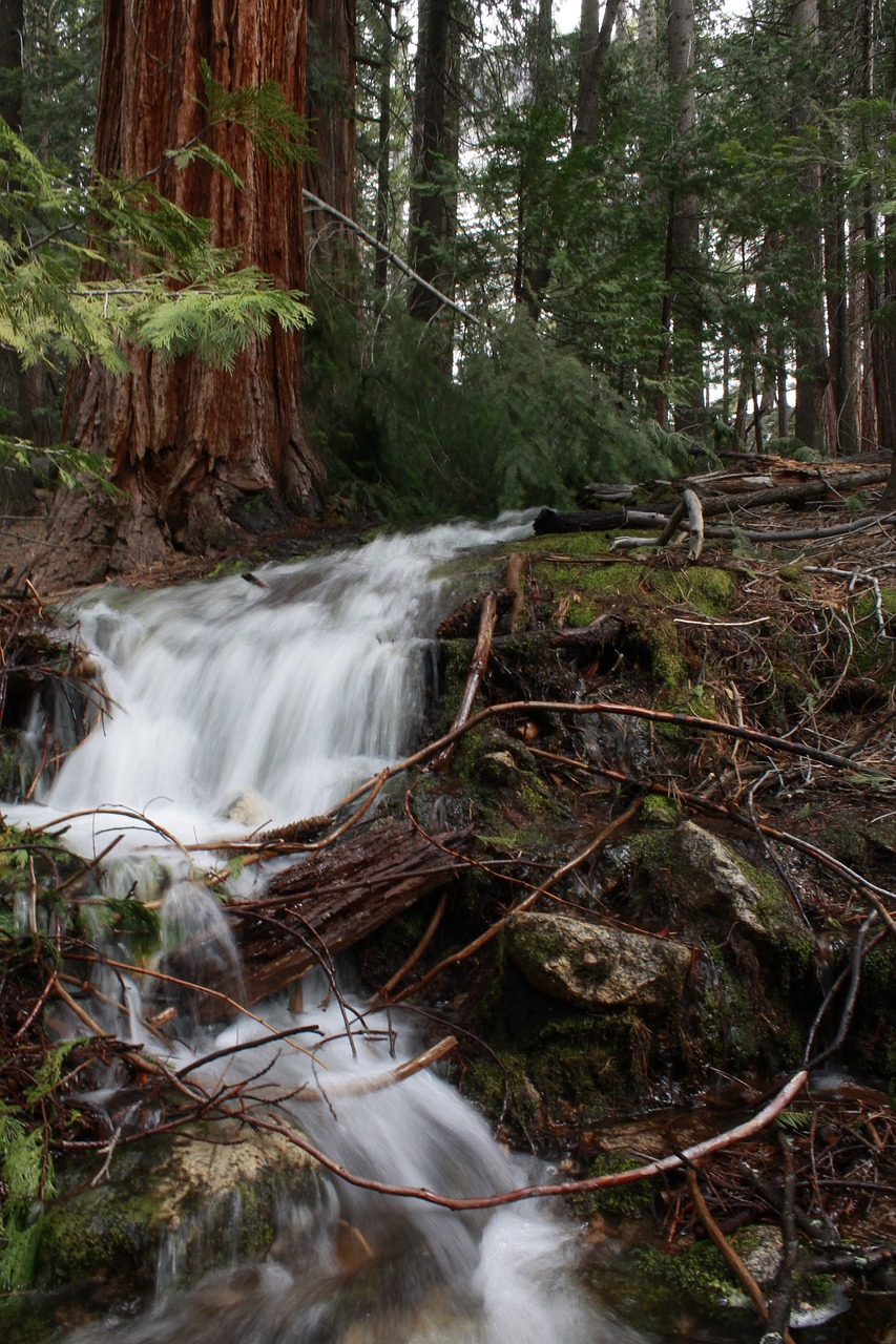 yosemite forest park free photo