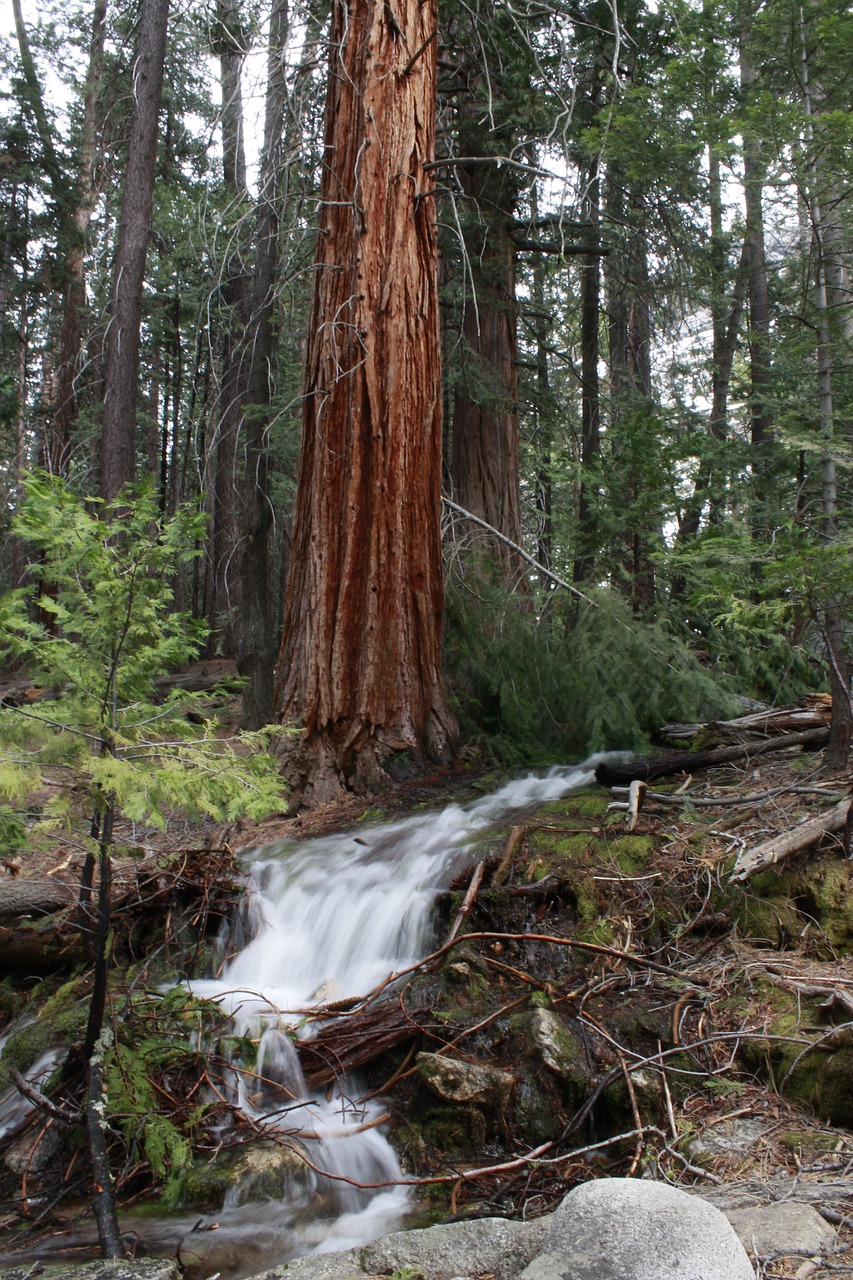 yosemite forest park free photo