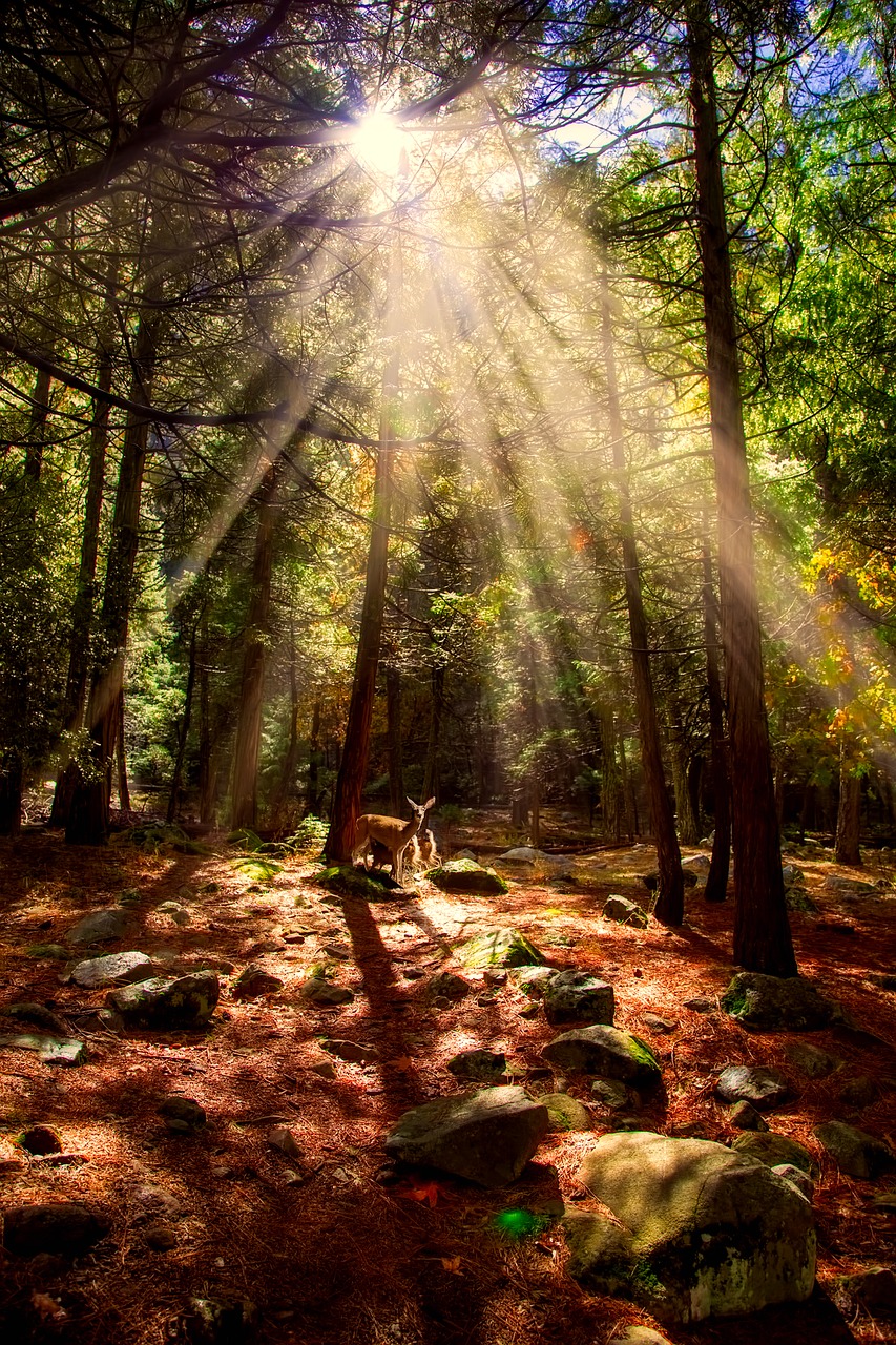 yosemite national park california landscape free photo