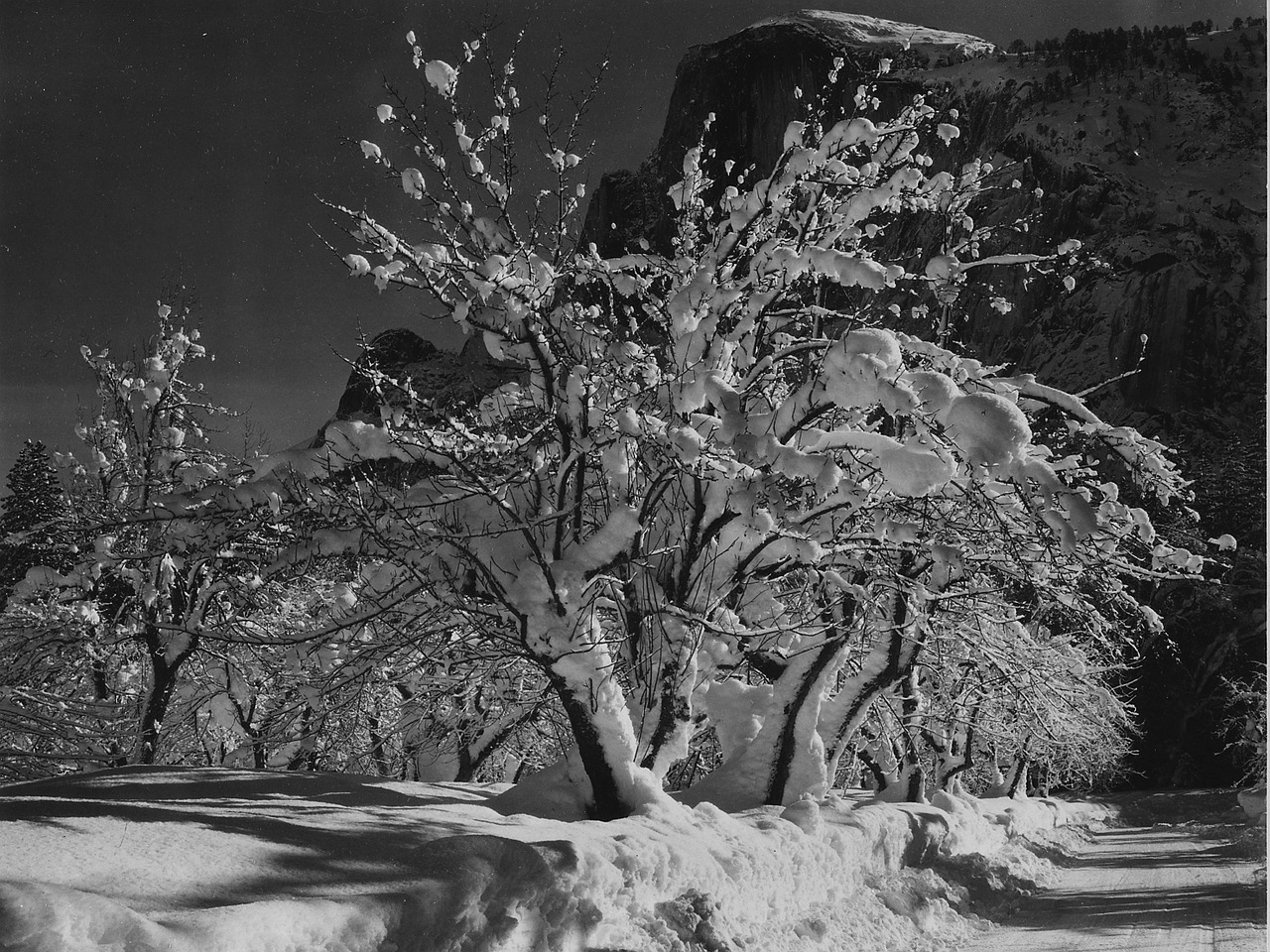 yosemite national park california apple tree free photo