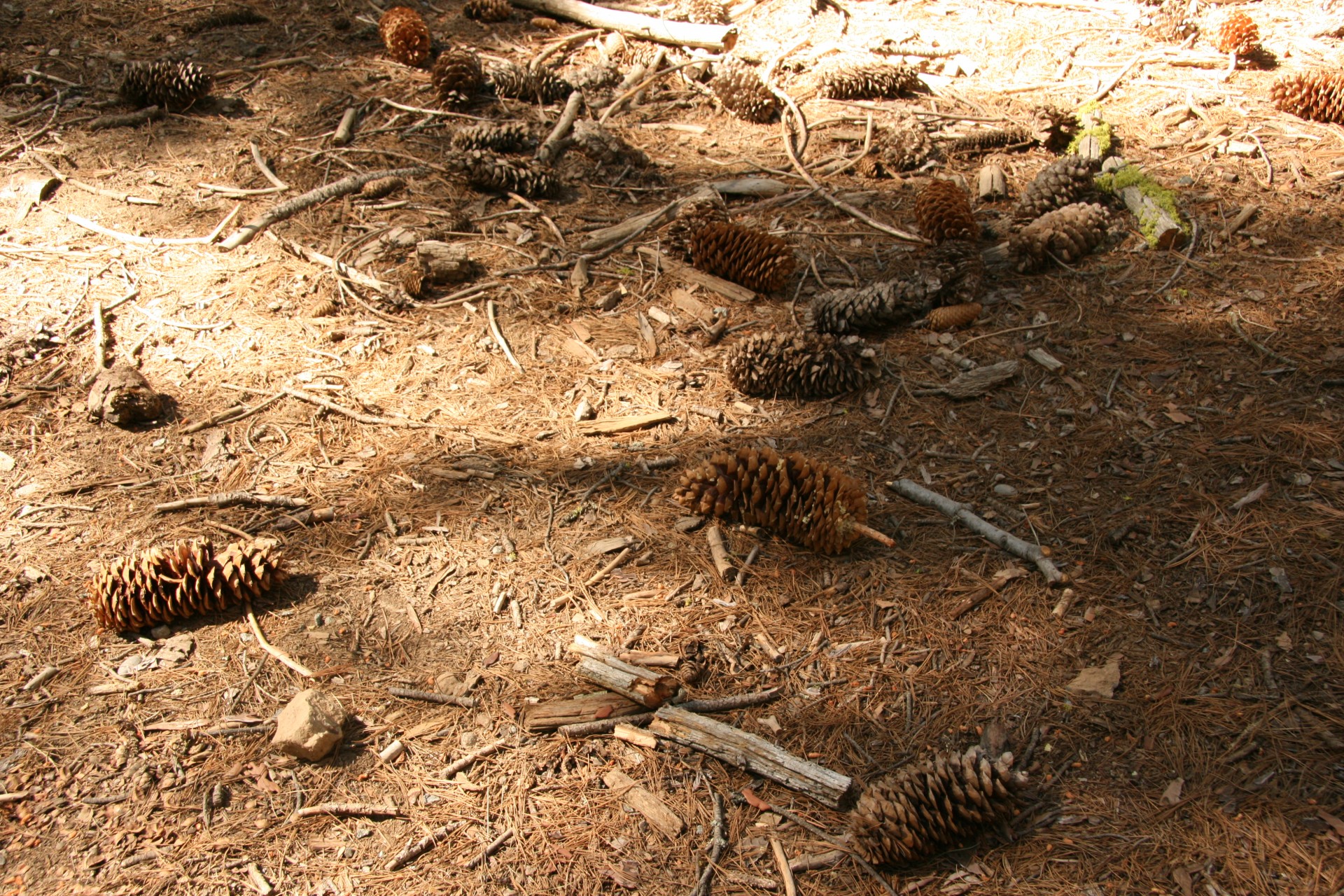 yosemite pine cones free photo