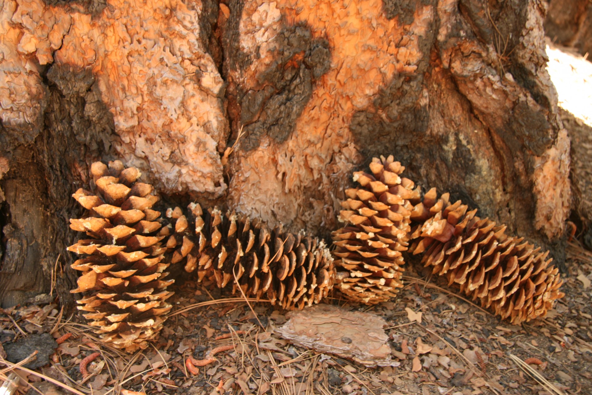 yosemite pine cones free photo