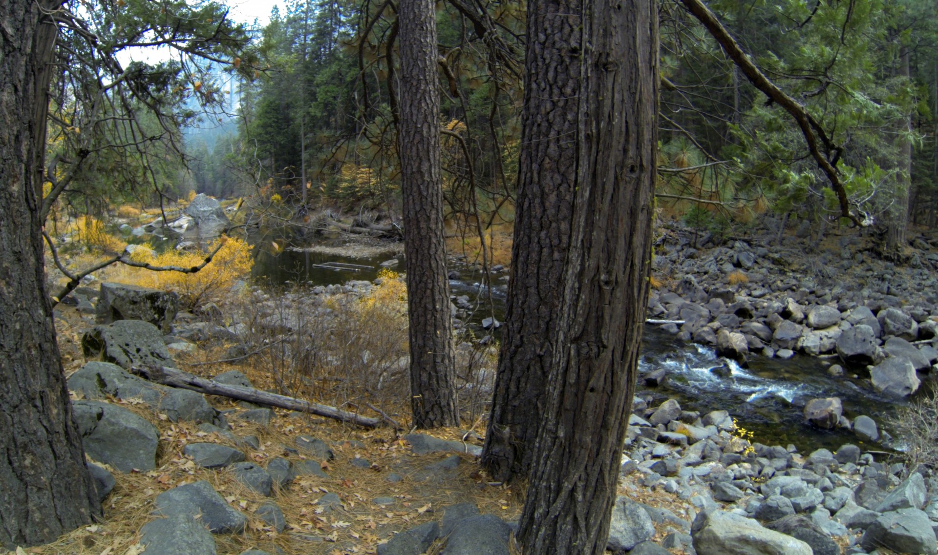 yosemite mountains tree free photo