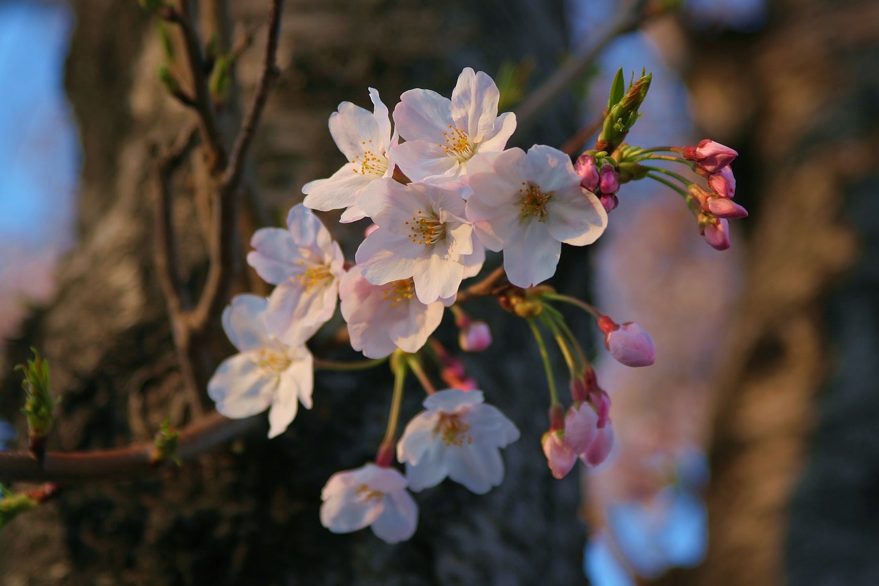 yoshino cherry tree cherry cherry blossoms free photo
