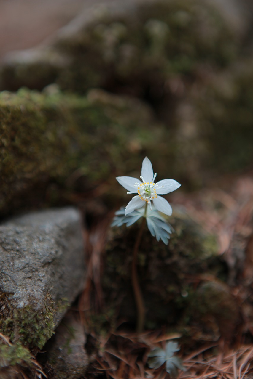 you also wind flower  wildflower  flowers free photo