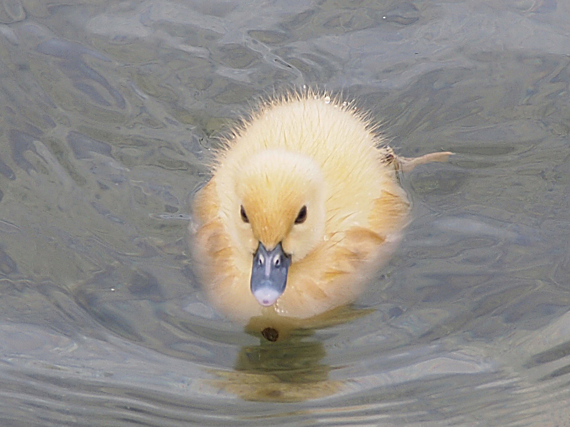 duck duckling fowl free photo