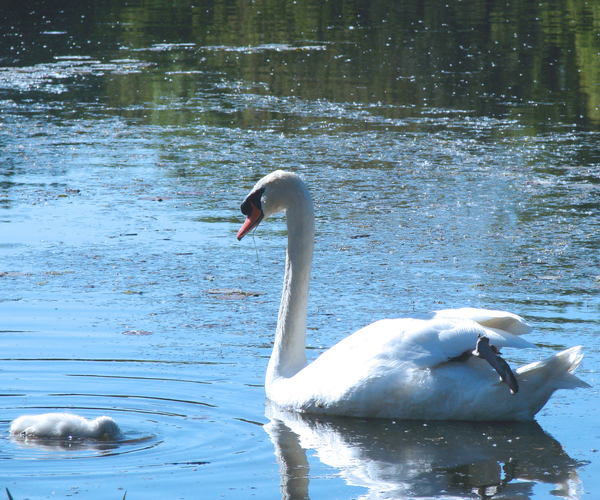 mother swan watching cygnet looks for food free photo
