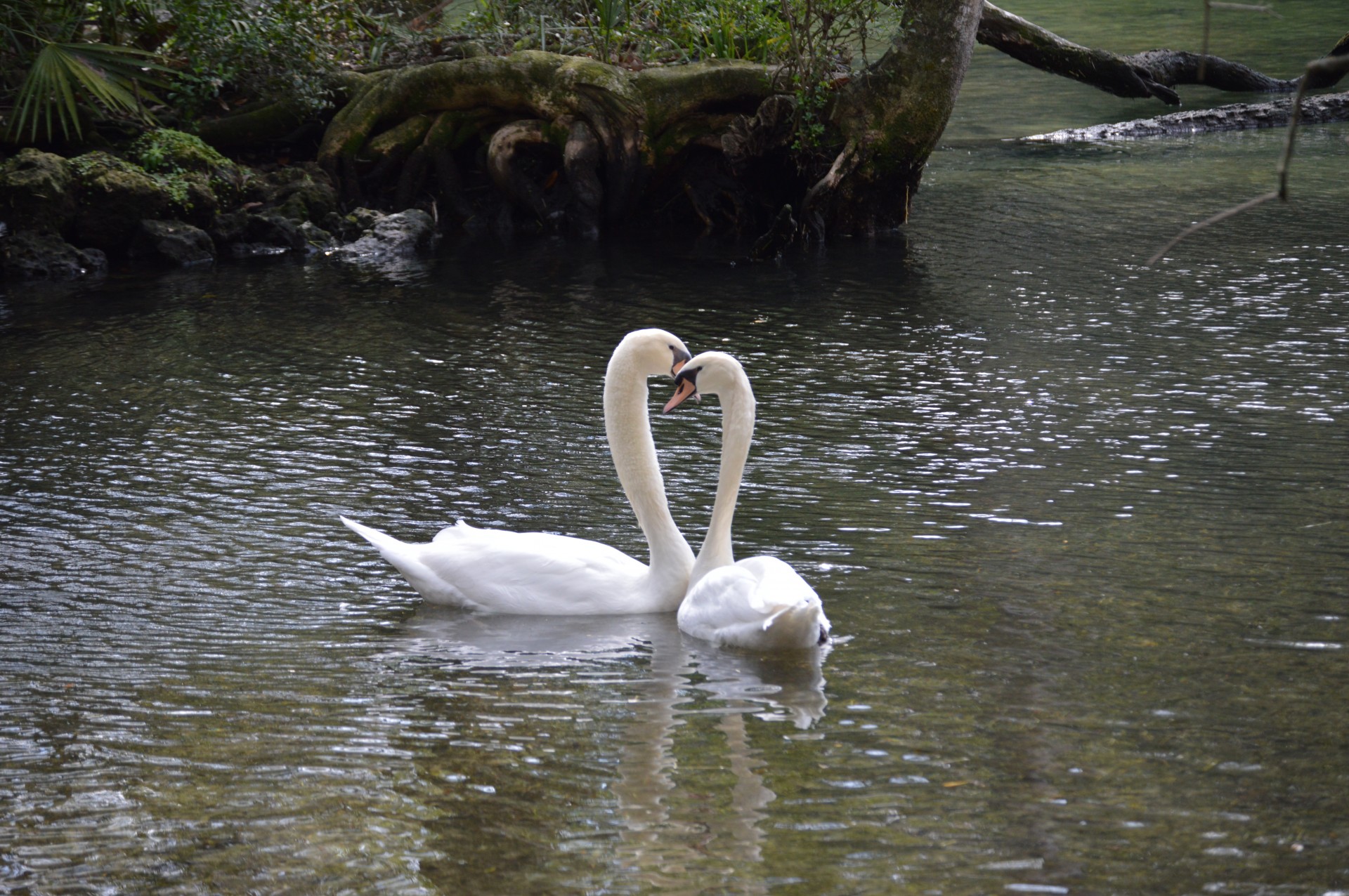 swan swans love free photo
