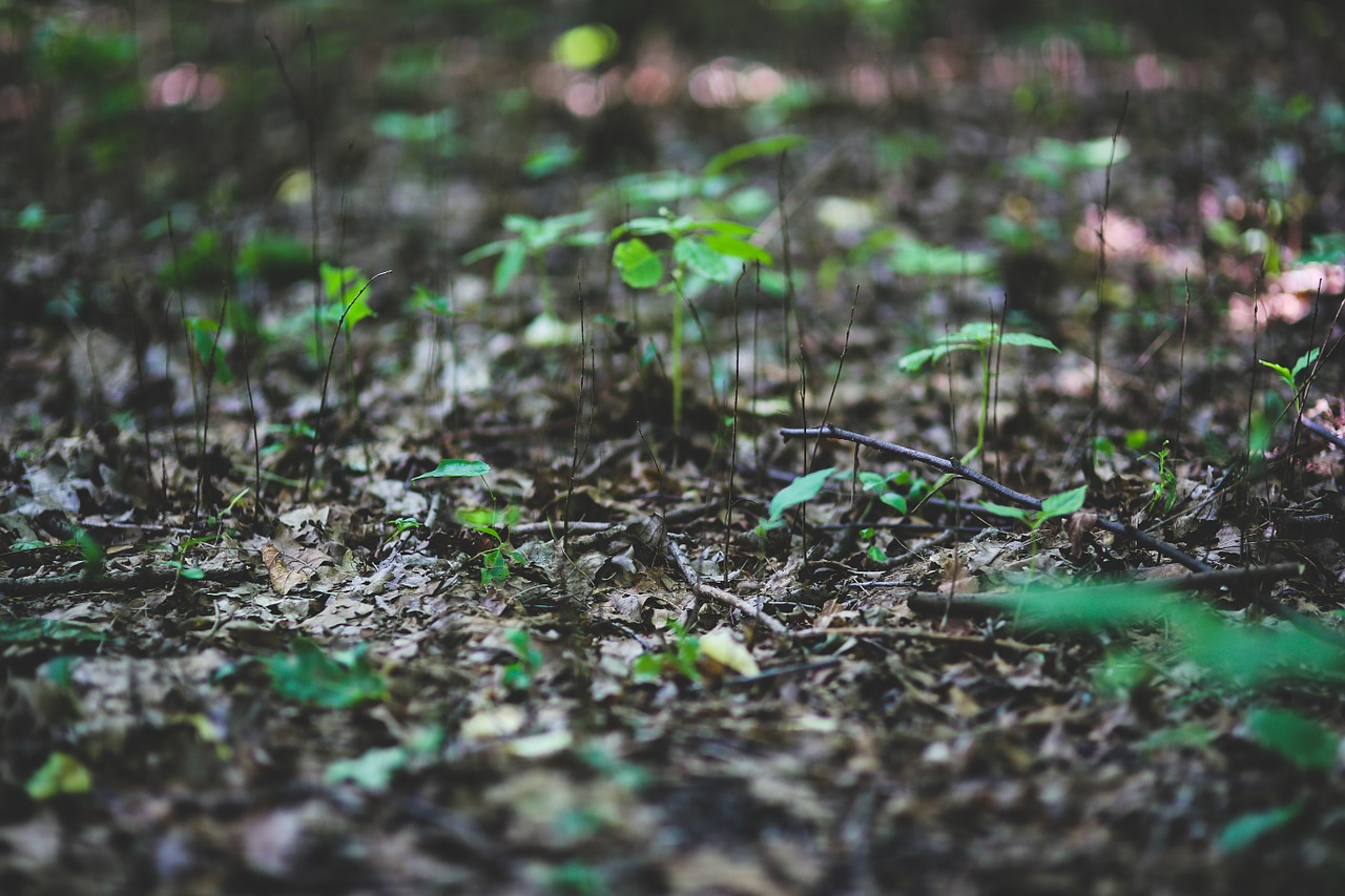 yound plant plants free photo