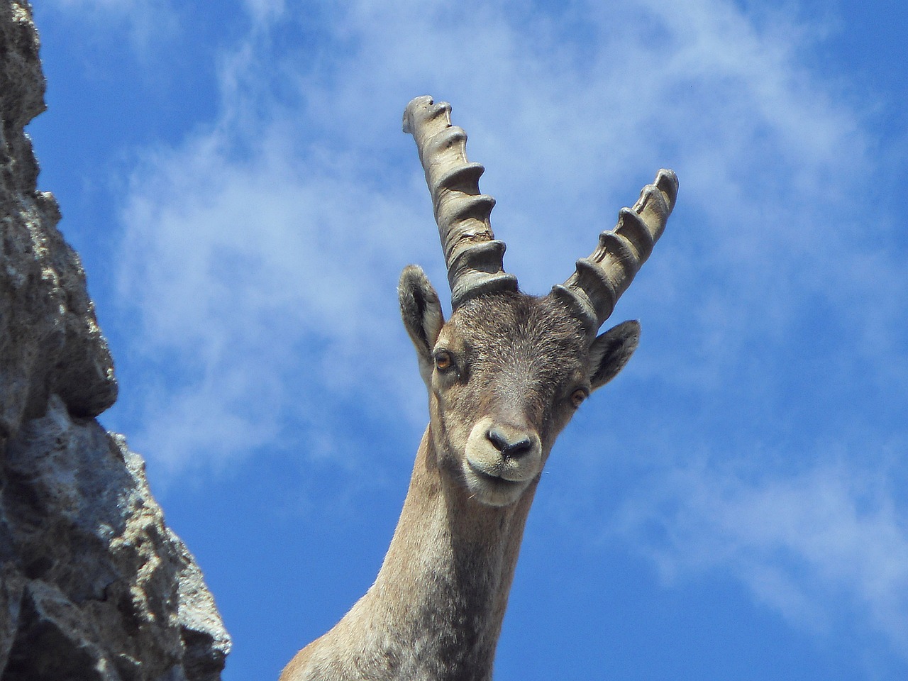 young curious ibex free photo