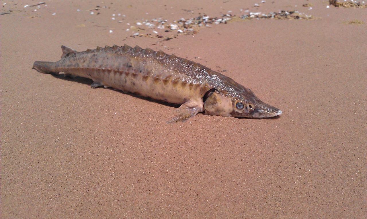sturgeon fish beach free photo