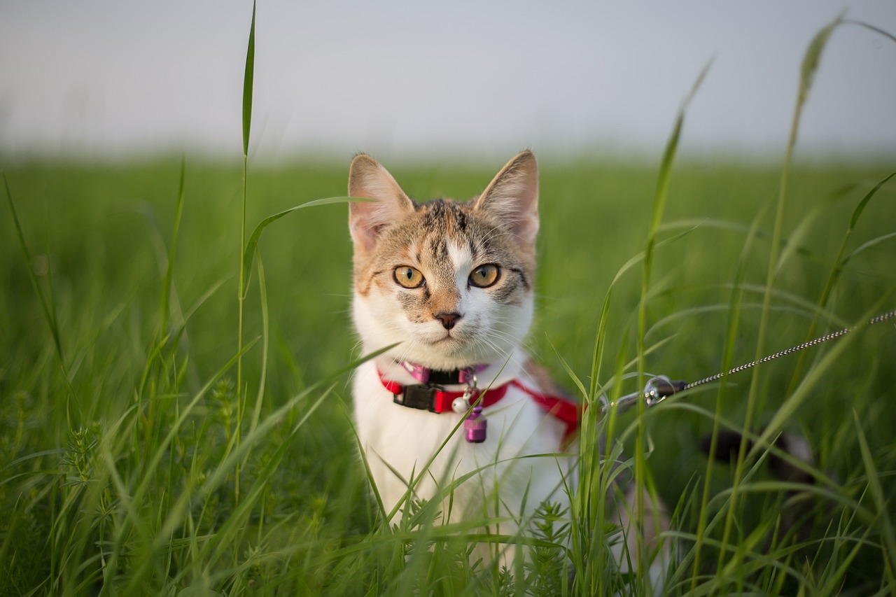 young boy cat free photo