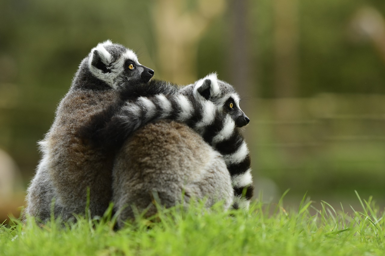 lemur young monkey free photo