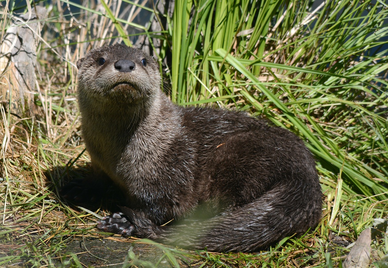 young otter animal free photo