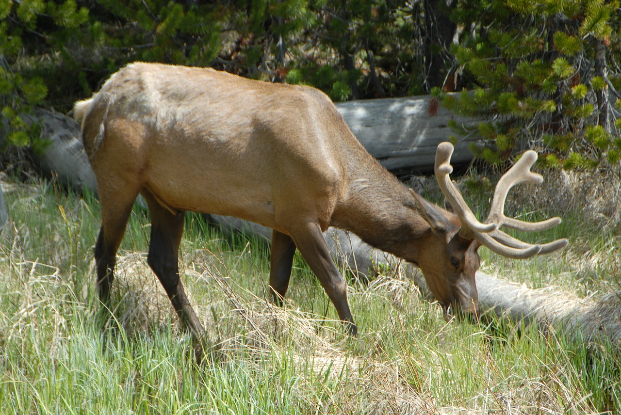 young elk mammal free photo
