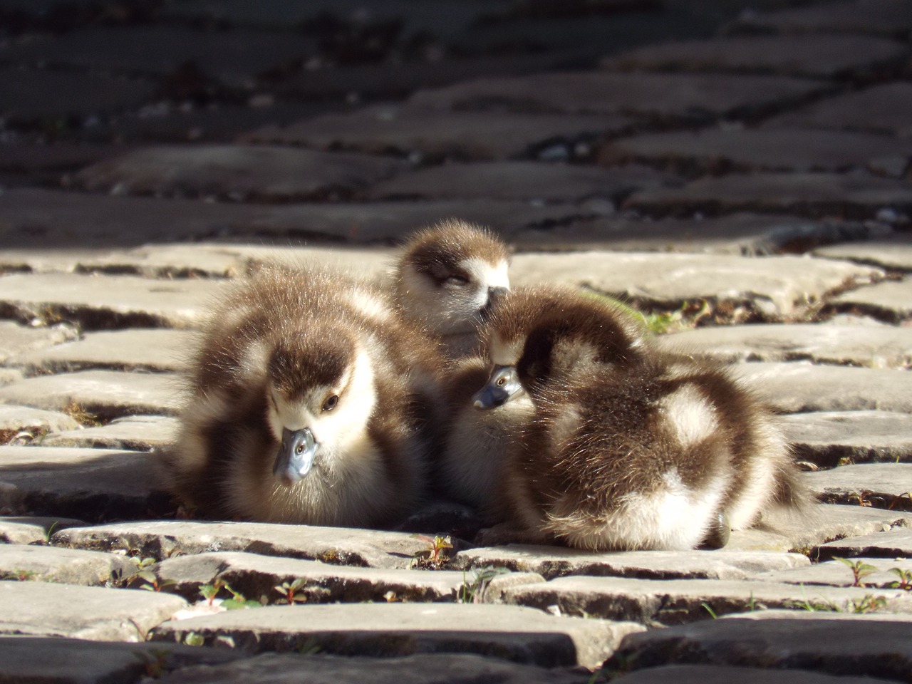 young nilgänse young animals free photo