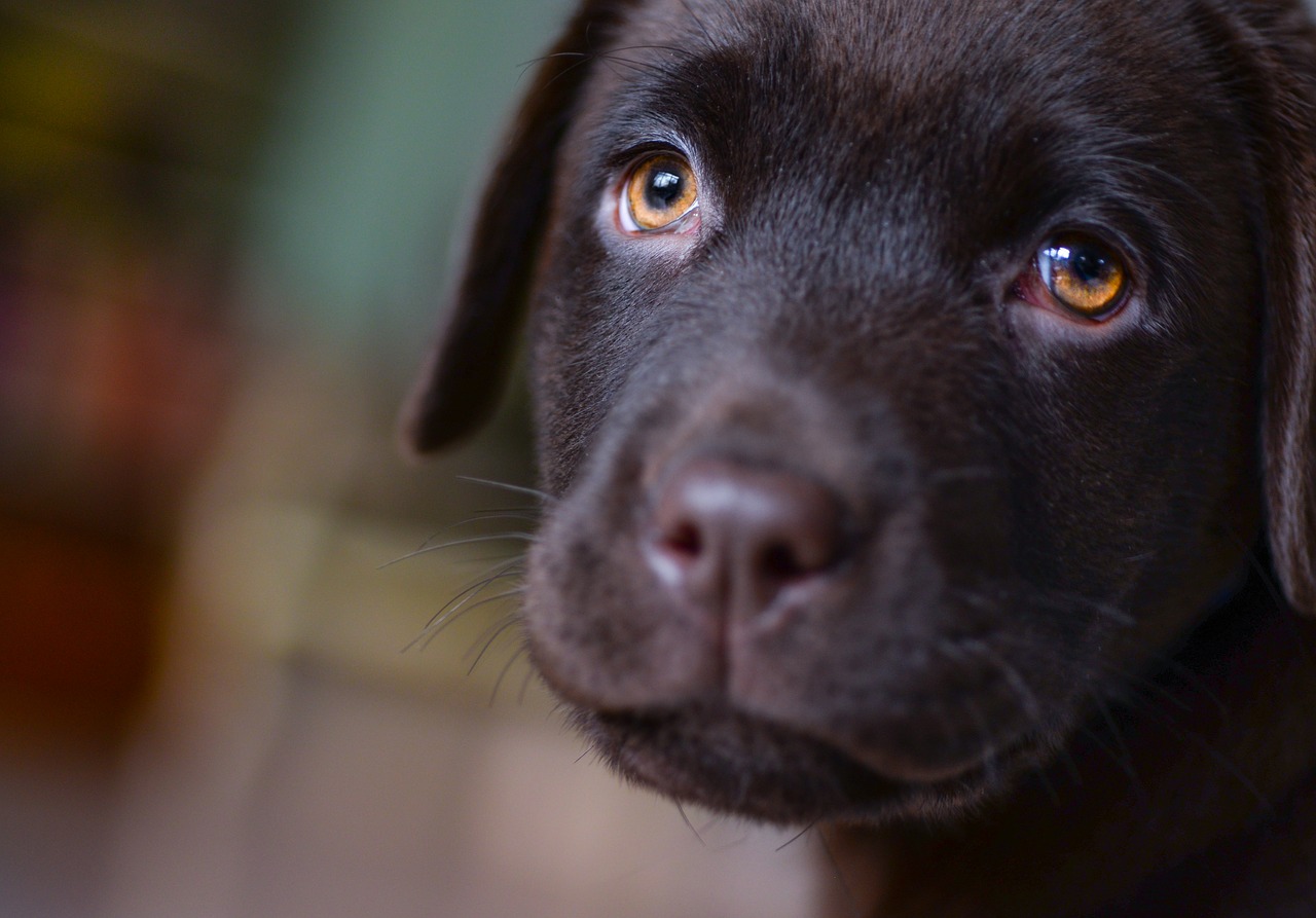 young labrador puppy free photo