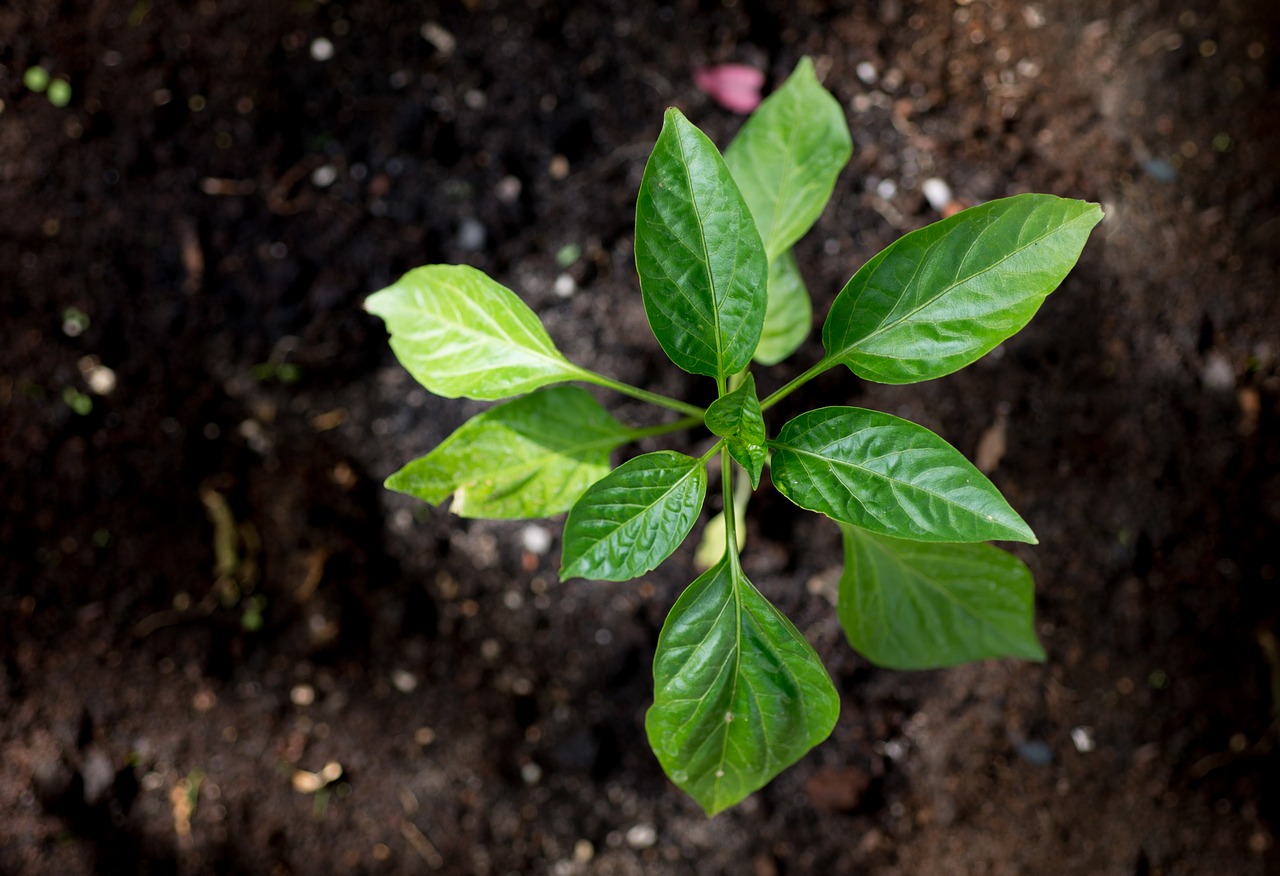 young plant paprika free photo