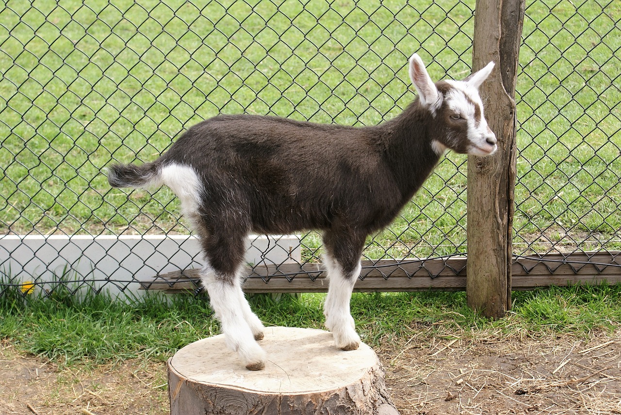 young goat baby free photo