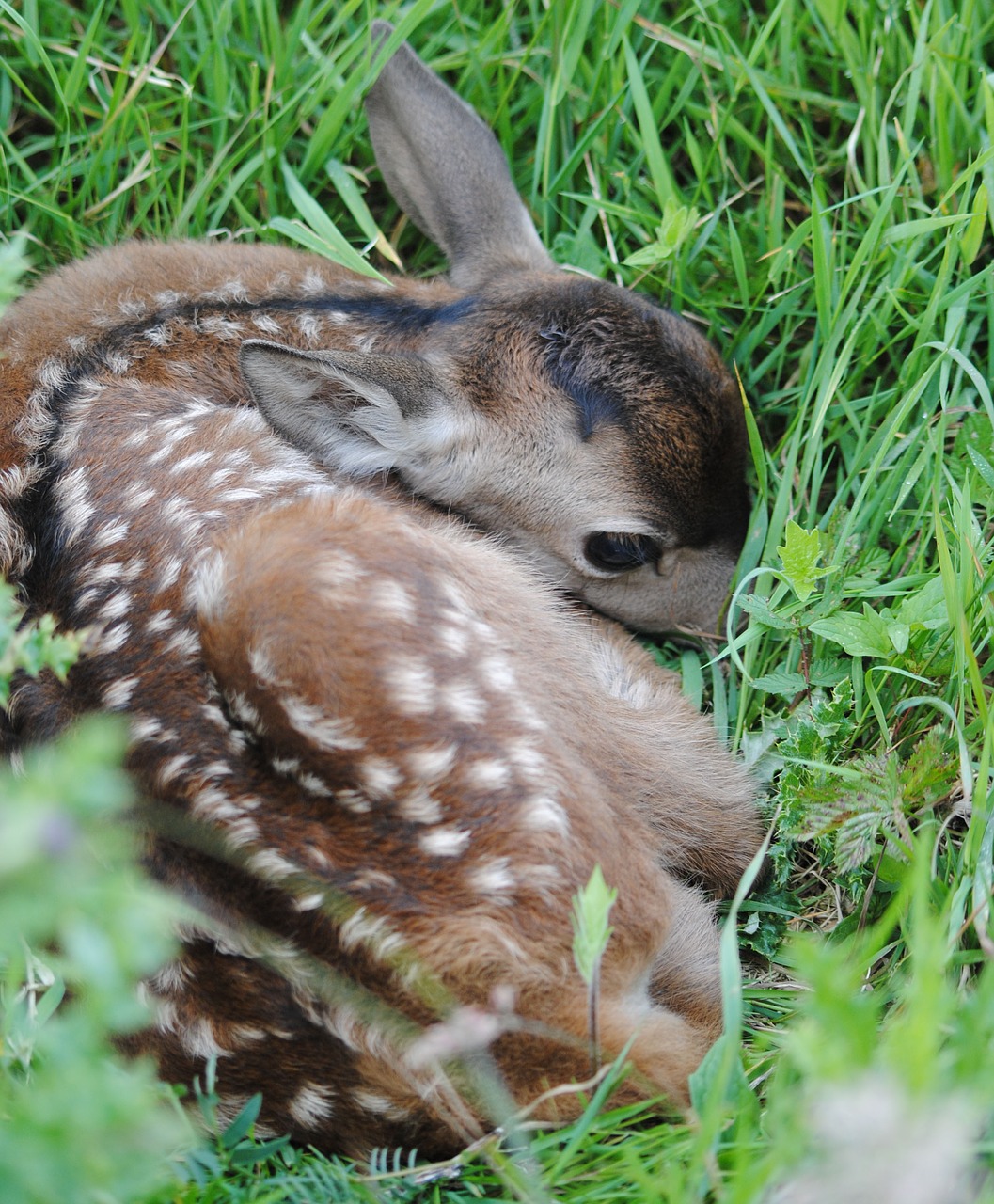 young red deer free photo