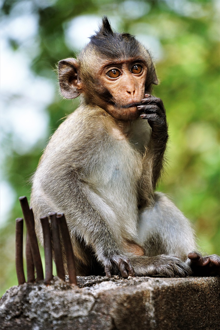 young monkey primate free photo