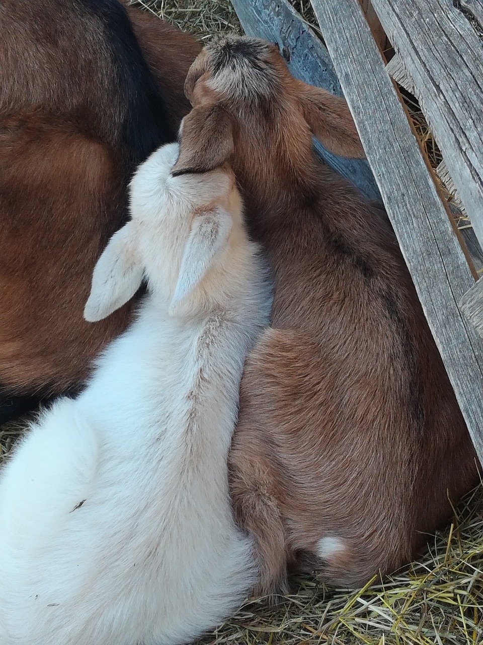 young  white  goat free photo