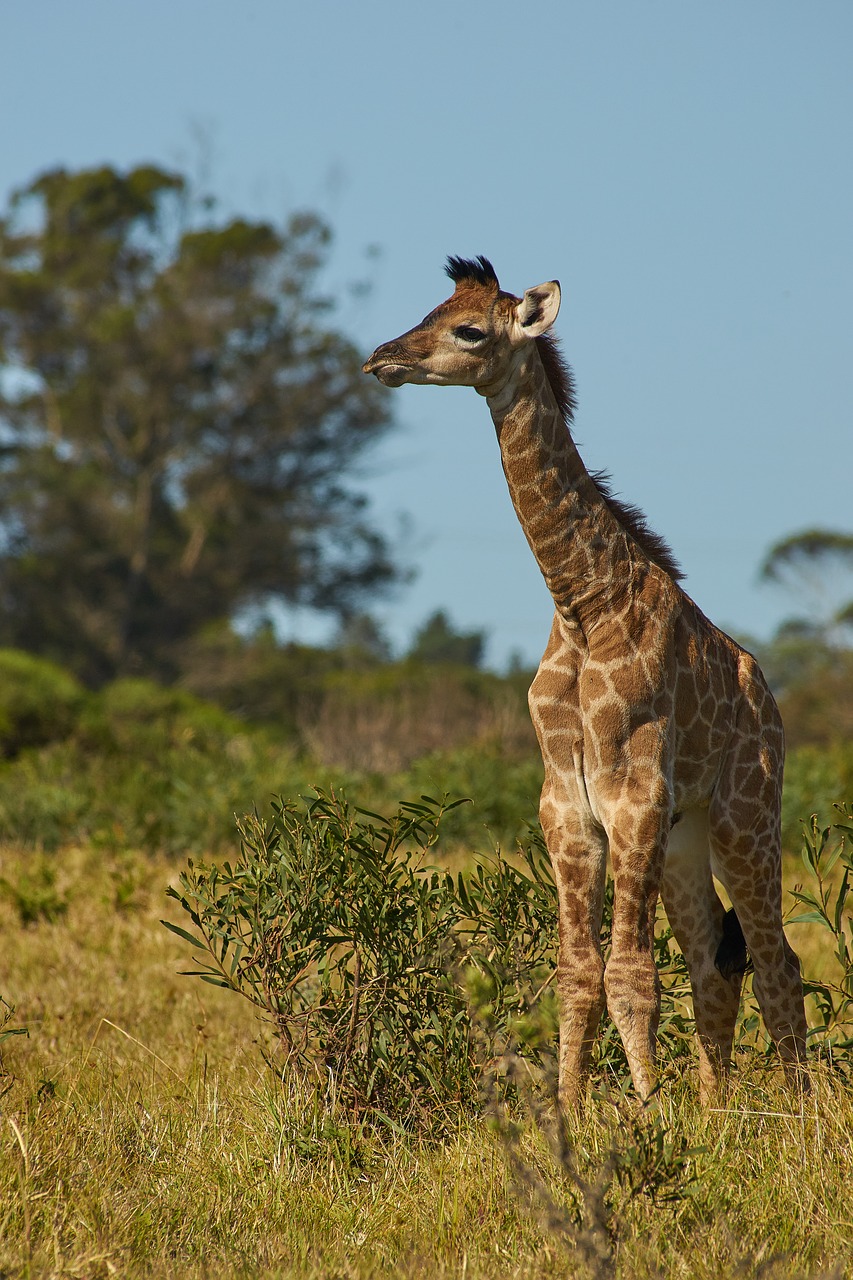 young  reborn  giraffe free photo